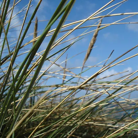 Duenenblick Seepferdchen