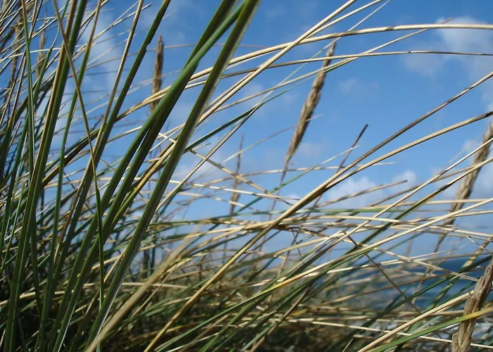 Duenenblick Seepferdchen